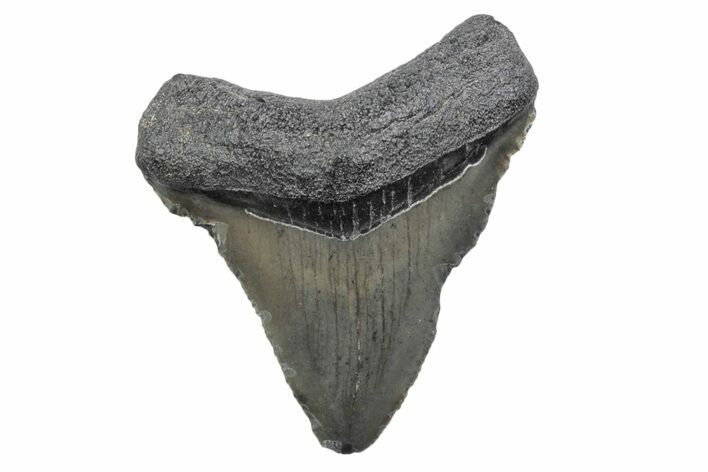 Serrated, Juvenile Megalodon Tooth - South Carolina #370179